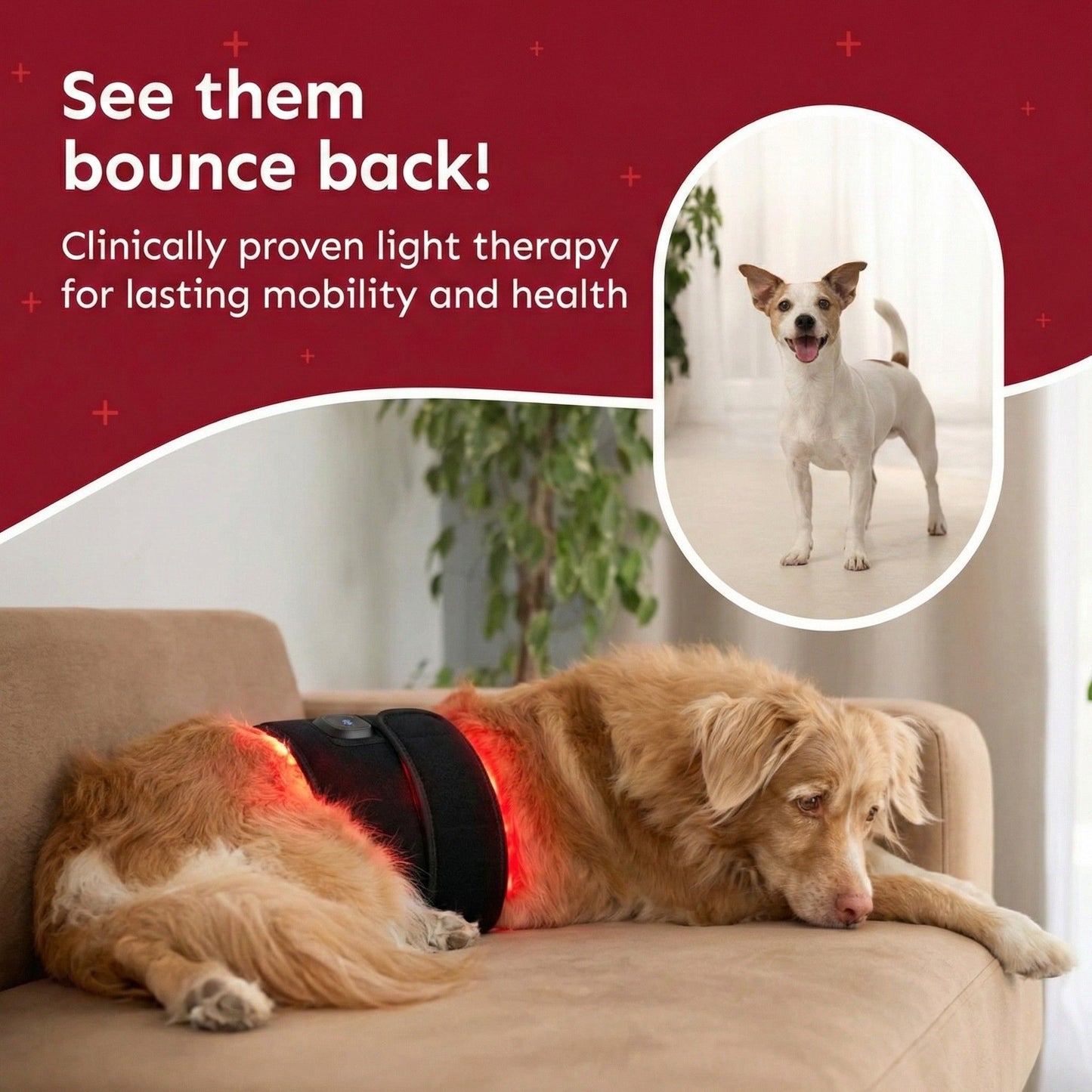 Red Light Therapy Pad for Pets